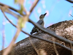 Melanerpes hoffmannii