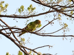 Eupsittula canicularis