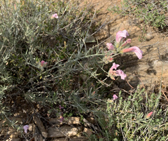 Convolvulus oleifolius
