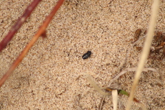 Melanimon tibiale