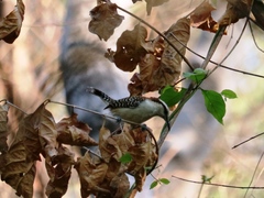 Campylorhynchus rufinucha