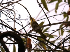Aves