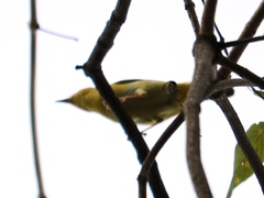 Aves