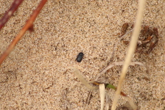 Melanimon tibiale