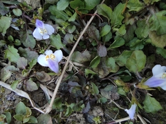 Mazus miquelii