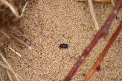 Melanimon tibiale