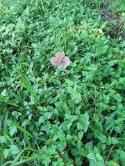 Oenothera rosea