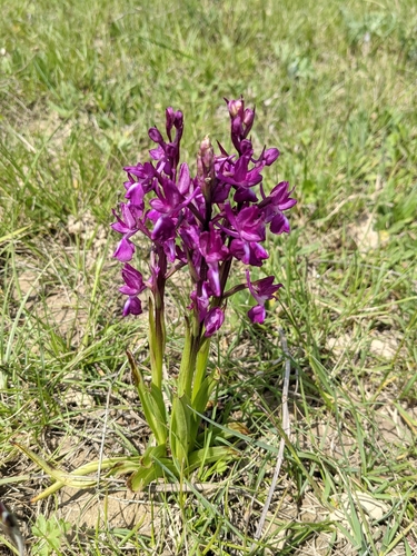 Orchide acquatica