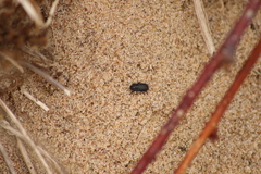 Melanimon tibiale