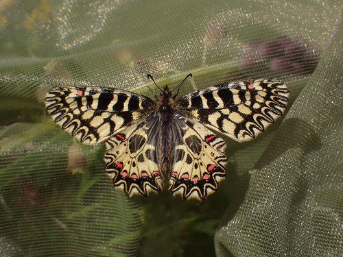 Pestroň vlkovcový (Zerynthia polyxena)