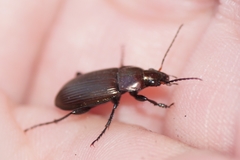 Poecilus
