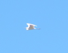 Ardea alba