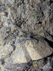 Lycosidae