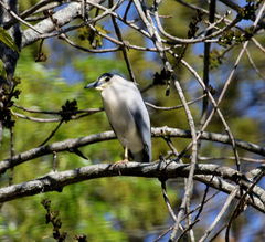 Nycticorax nycticorax
