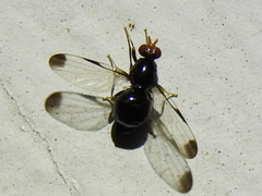 Pseudoseioptera