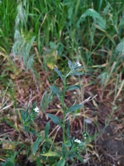 Buglossoides incrassata