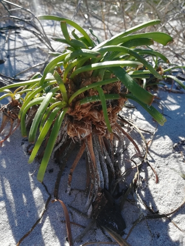 Trachyandra divaricata