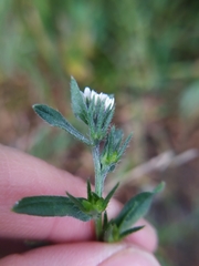 Buglossoides incrassata