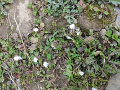 Mazus miquelii