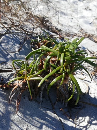 Trachyandra divaricata
