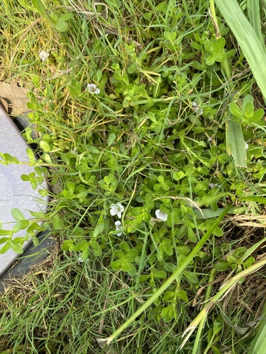 Bacopa monnieri iNat (3)