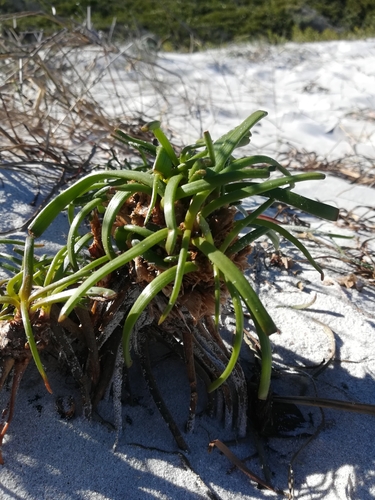 Trachyandra divaricata