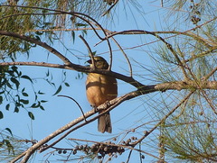 Saltator coerulescens