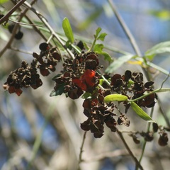 Rhynchosia precatoria