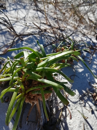 Trachyandra divaricata
