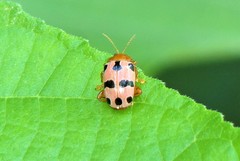 Podontia affinis