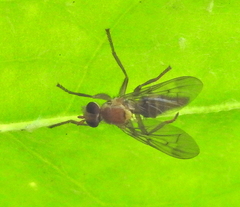 Pyrgotidae