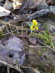 Viola rotundifolia