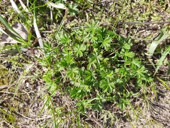 Potentilla intermedia