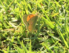 Colias electo electo