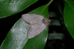 Netria viridescens