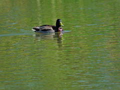 Anas platyrhynchos