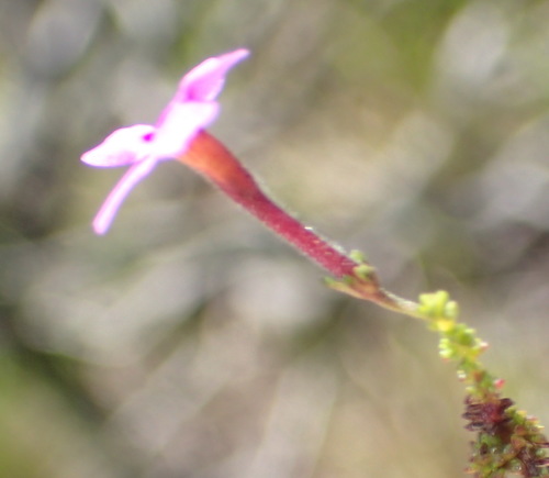 Image of Jamesbrittenia microphylla by (c) Nicola van Berkel, some rights reserved (CC BY-SA)