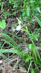 Hymenocallis liriosme