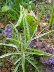 Centaurea cyanus