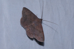 Mecodina bisignata
