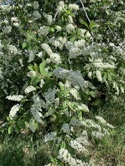 Prunus virginiana