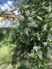 Prunus virginiana