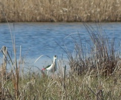 Himantopus himantopus