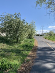 Prunus virginiana