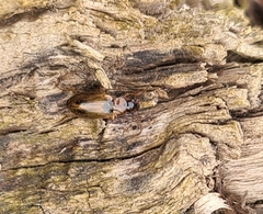 Dicheirotrichus