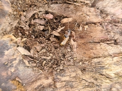 Dicheirotrichus