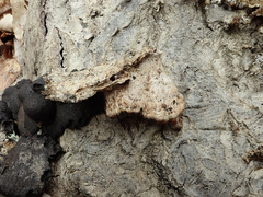 Metuloidea murashkinskyi