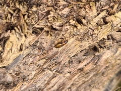 Dicheirotrichus