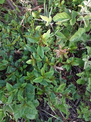Lonicera involucrata