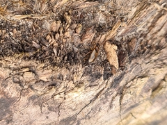 Dicheirotrichus
